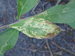 Phytomyza lappae
