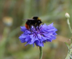 Bombus