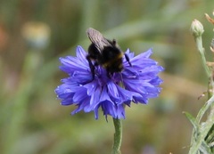 Bombus