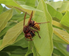 Vespa crabro
