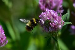Bombus sichelii