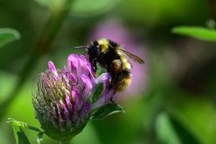 Bombus sichelii