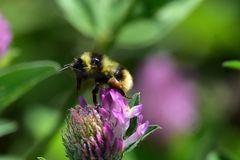 Bombus sichelii