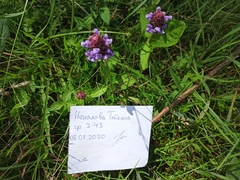 Prunella vulgaris