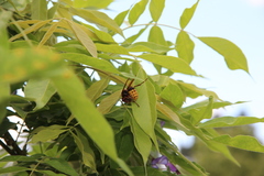 Vespa crabro