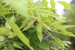 Vespa crabro