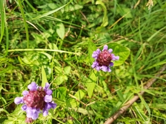 Prunella vulgaris