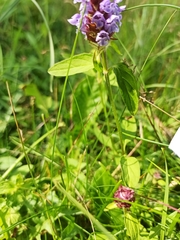 Prunella vulgaris