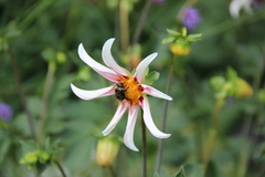 Bombus