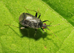 Orthonotus bicoloripes