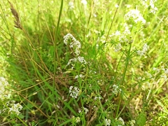 Galium album
