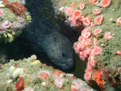 Anarrhichthys ocellatus