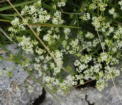 Galium anisophyllon