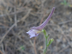 Delphinium halteratum