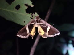 Fodina