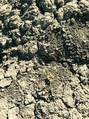 Chylismia