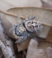 Phidippus carolinensis