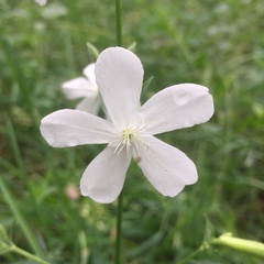 Saponaria officinalis