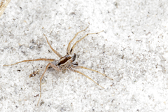 Pardosa distincta