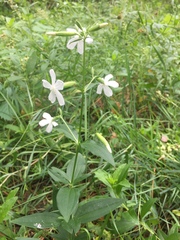 Saponaria officinalis