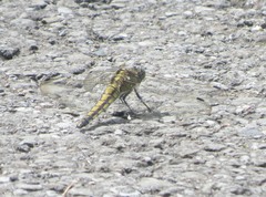 Orthetrum cancellatum