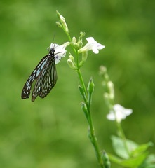 Ideopsis vulgaris macrina