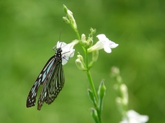 Ideopsis vulgaris macrina