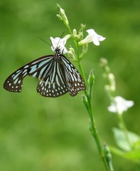 Ideopsis vulgaris macrina