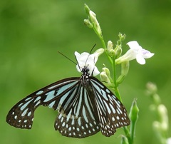 Ideopsis vulgaris macrina