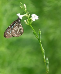 Ideopsis vulgaris macrina