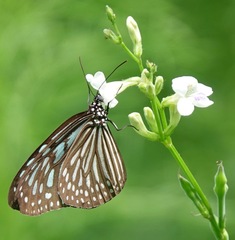 Ideopsis vulgaris macrina