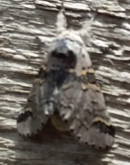 Furcula aeruginosa