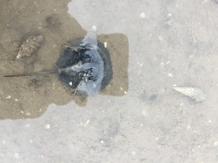 Tachypleus tridentatus