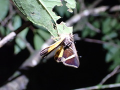 Fodina