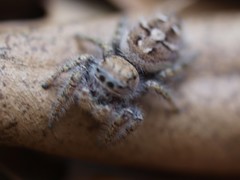 Phidippus carolinensis