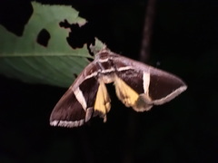 Fodina
