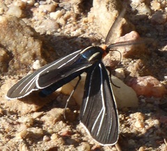 Ctenucha cressonana