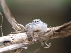 Phidippus carolinensis