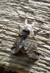 Furcula aeruginosa