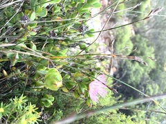 Erepsia forficata