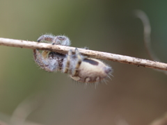 Phidippus carolinensis