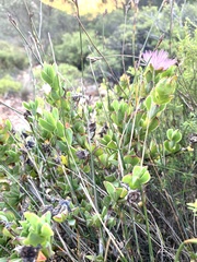 Erepsia forficata