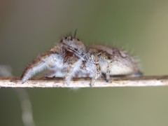 Phidippus carolinensis