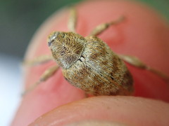 Curculio pellitus