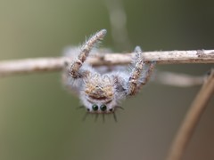 Phidippus carolinensis