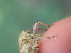 Curculio pellitus