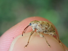Curculio pellitus