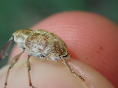 Curculio pellitus