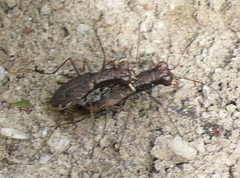 Parvindela cursitans