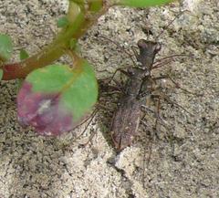 Parvindela cursitans